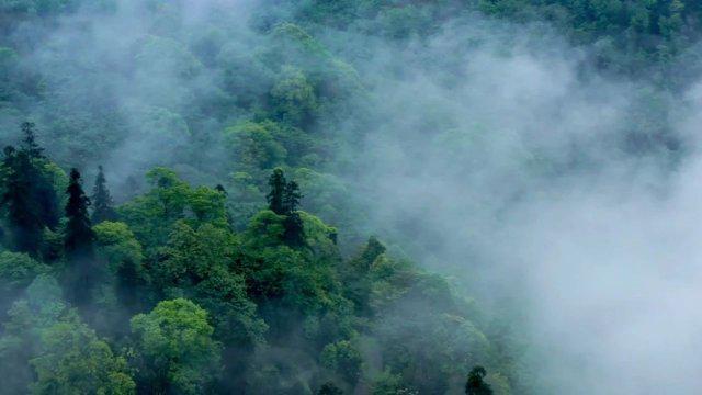 闲云野鹤与花开富贵群：一场骗局的深度剖析